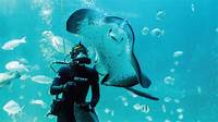Two Oceans Aquarium - Scuba Diving - Image 2